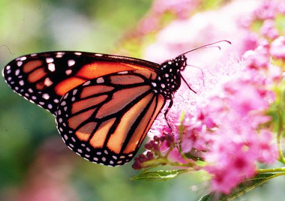 A monarch butterfly collects nectar from a flower. USDA photo by Charles Bryson.