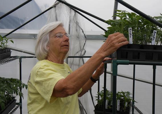 Barbara Robinson gets ready to plant tomatoes in her high tunnel at her farm, B&W Orchards. Robinson specializes in blueberries but grows other fruits and vegetables. Photo by NRCS.