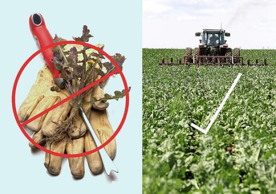New technology being developed by the University of California – Davis is putting precision weed control onto farm equipment, which will eliminate the need for much of today’s manual labor.  (iStock image)