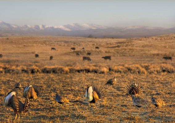 The greater sage grouse thrives in the sagebrush landscape of the West. USDA NRCS photo.