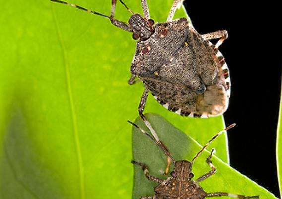 The brown marmorated stink bug, a winged pest from Asia that is eating crops and infesting U.S. homes. U.S. Department of Agriculture (USDA) Agricultural Research Service (ARS) scientists are launching a campaign to ask volunteers to count the number of stink bugs in their homes. USDA-ARS photo by Stephen Ausmus.
