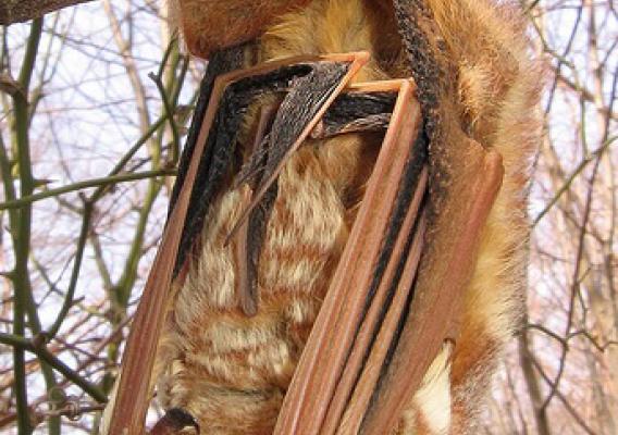 Roosting under leaf litter has shown to keep eastern red bats warm during the winter. (Creative Commons/Anita Gould)