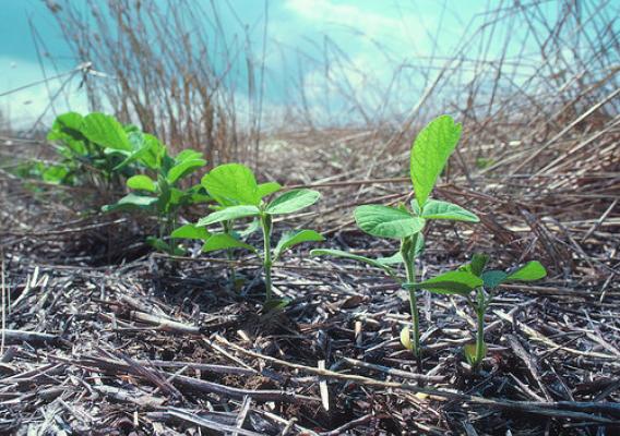 Young soybean plants thrive in the residue of a wheat crop. This form of no till farming provides good protection for the soil from erosion and helps retain moisture for the new crop. NRCS photo.