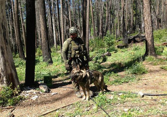 U.S. Forest Service law enforcement officer Carson Harris and his K-9 partner, Jasper, patrol the Shasta-Trinity National Forest in California. (U.S. Forest Service)