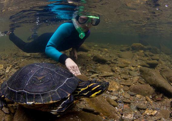 A pioneering snorkeling program on the Cherokee National Forest entices students to suit up in wet suits and snorkels.  As they immerse themselves in the clean, clear waters protected by the forest, the young visitors discover the amazing aquatic biodiversity that lies beneath including  a male (the long fingernails are diagnostic) Hieroglyphic River Cooter turtle seen in this photo.  (Photo courtesy of Dave Herasimtschuk © Freshwaters Illustrated)