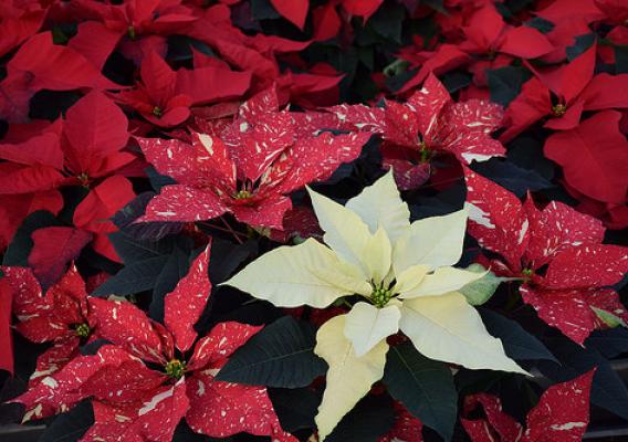 The beautiful poinsettia stands as a decoration on its own. NRCS photo by Analia Bertucci.