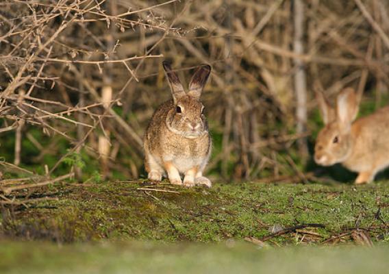 The riparian brush rabbit is state and federally endangered, with all known populations in the northern San Joaquin Valley facing significant threat of extinction. Declines of brush rabbits have largely been attributed to loss of habitat. Photo courtesy USFWS Pacific Southwest Region.