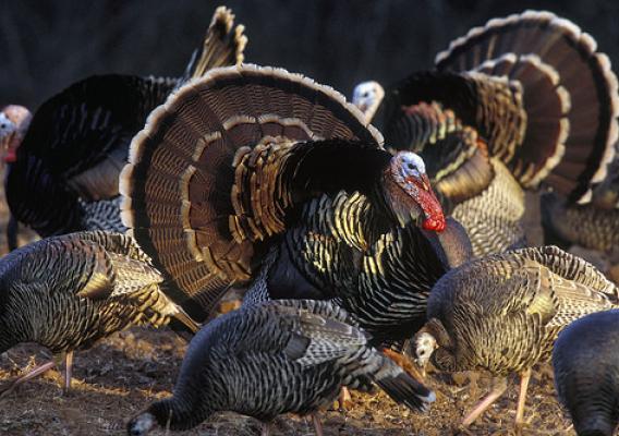 The Rio Grande wild turkey (Meleagris gallopavo intermedia) calls the central plains states home. They live in brush areas near streams and rivers or mesquite, pine and scrub oak forests. (Courtesy National Wild Turkey Federation)
