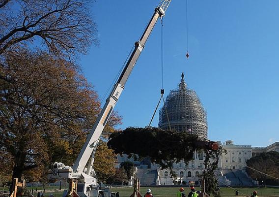 Workers use a crane to lift an 88-foot spruce tree harvested from the Chippewa National Forest to its final resting place on the west lawn of the U.S. Capitol. The scaffolding surrounding the dome is part of a multi-year restoration project to repair deficiencies. (U.S. Forest Service/Mary LaPlant)