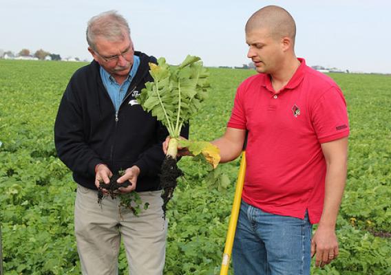 USDA employees, Paul Youngstrum and Eric McTaggart, examine a cover crop radish. NRCS photo by Jody Christiansen.