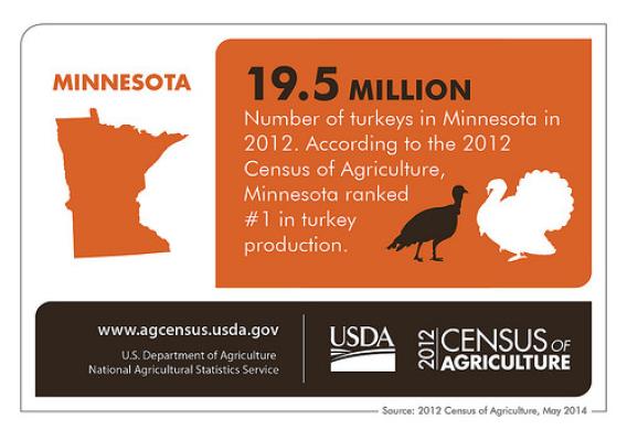 Minnesota: 19.5 million, number of turkeys in Minnesota in 2012. According to the 2012 Census of Agriculture, Minnesota ranked #1 in turkey production.