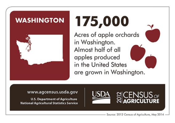 With your senses set, imagine the smell of acres of apples.  Anticipate their crunch and sweet taste, or think of a baking apple pie – and then thank Washington State because they produce almost half of the apples grown in the United States.  Check back next week for another state highlight from the 2012 Census of Agriculture!