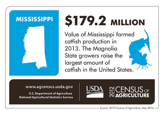 Catfish farming has helped Mississippi agriculture’s bottom line.  Check back next week as we spotlight another state and look at more information from the 2012 Census of Agriculture.