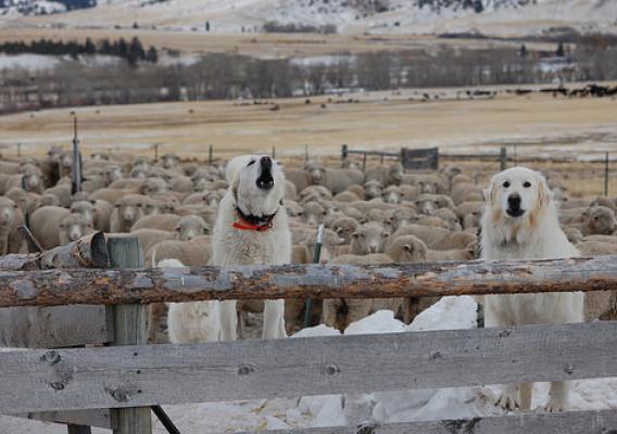 Two livestock protection dogs