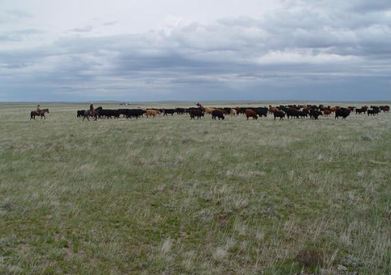 Moving cattle on the Northern Plains