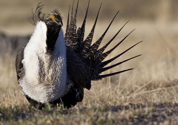 Front view of a bi-state sage-grouse