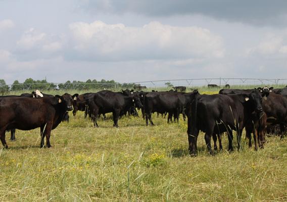 Cattle on the Kilpatrick farm. USDA photo. 
