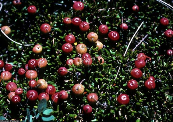 Ready for the picking, ripe small cranberries are readily observed against a backdrop of its dark green leaves. Photo copyright by R.A. Howard, Smithsonian Institution.