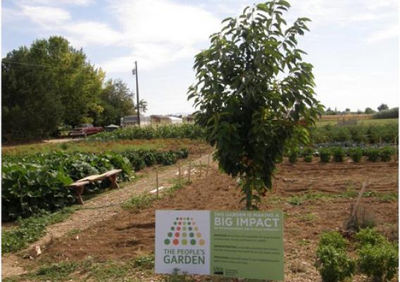 This Idaho People’s Garden donated over 5,000 pounds of food this summer to the St. Vincent de Paul Food Pantry in Boise.
