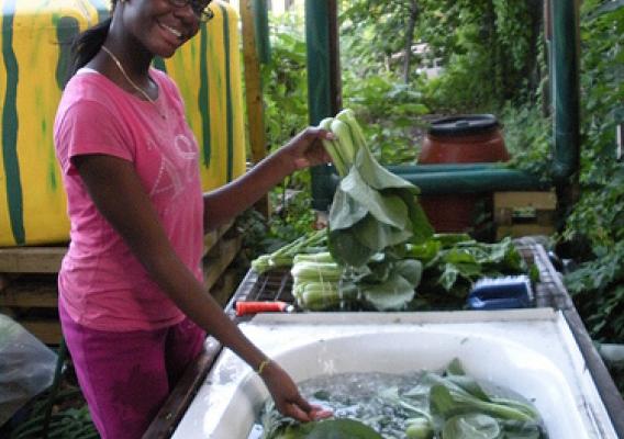 Dianna Grant of East New York Farms! Youth Internship program washes bok choy at the United Community Centers Youth Farm in Brooklyn, N.Y. East New York Farms! Is a recipient of the USDA Community Food Projects grant. Photo courtesy East New York Farms!