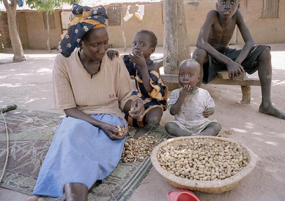 Seasonal fluctuations in food availability may affect what Gambian women eat before and during pregnancy.  Scientists have shown that these dietary differences can affect the development of genes in the unborn children.