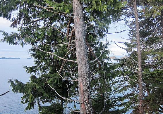 Two yellow cedar trees have fallen victim to the yellow cedar decline; the smaller tree on the right recently died, the larger tree on the left is slowly dying. U.S. Forest Service photo by Mary Stensvold.