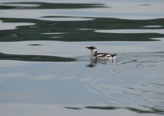 A Marbled Murrelet floats on the sea. (Photo by: Martin Raphael, U.S. Forest Service)