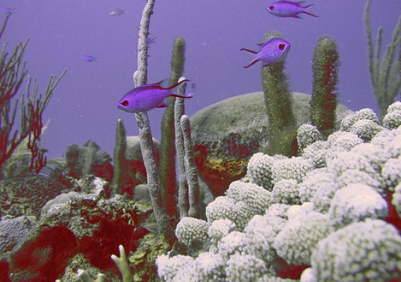 Shade-grown coffee helps protect water quality and coral reefs like this one in Puerto Rico. NOAA photo.