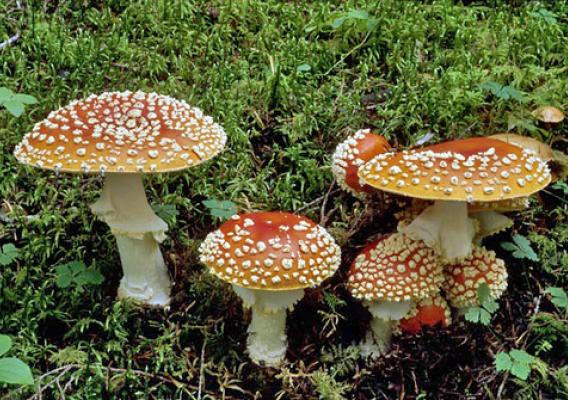 Fly agaric / Amanita muscaria (Copyright Steven A. Trudell; reprinted with permission)