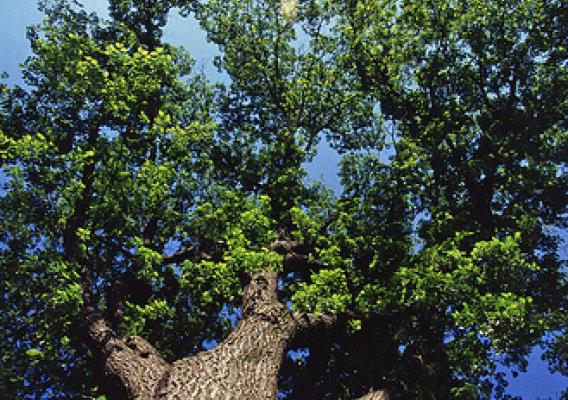 Looking up at the canopy of an American elm Tree. (USDA photo)