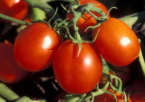 Whole genome sequencing has the potential to improve taste, health and nutrition of the domesticated tomato.