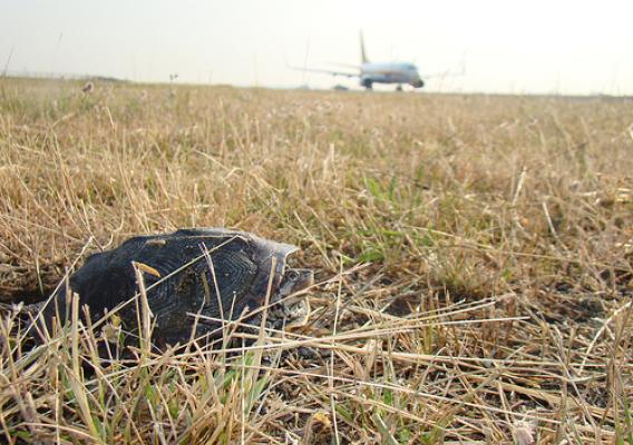 An adult Diamondback terrapin too close to the JFK runway. Courtesy of Jenny Mastanuono.