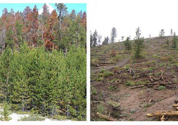 Saphhire Point above the Lake Dillon watershed in Summit County on the White River National Forest, Dillon Ranger District.   The left photo illustrates what the area looked like before treatment (heavy beetle kill). On the right is the area after treatment,  which will help prevent watershed damage in the advent of a fire. 
