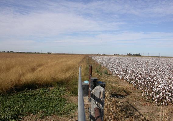 Grass and cotton fields in the Texas High Plains study.  Credit:  Vivien Allen (Texas Tech University). 