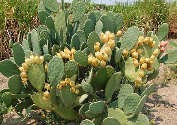 Studies show prickly pear cactus could be a useful tool for absorbing unwanted selenium from soils in California’s San Joaquin Valley.