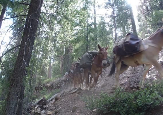Mules on the Shasta-Trinity National Forest move equipment from a back country California Conservation Corp camp.