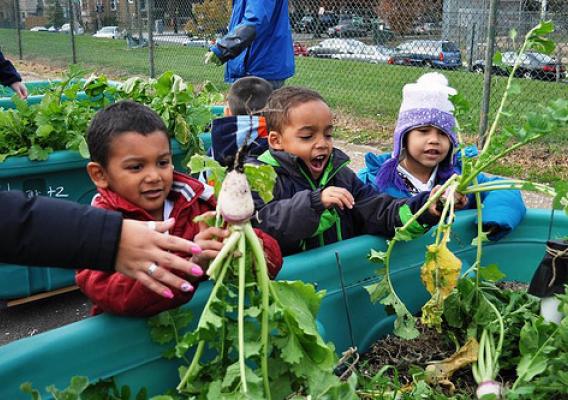 Powell Kids Pulling Beets: Students eagerly pulled out plants and were surprised at what they found! (in this case, turnips)