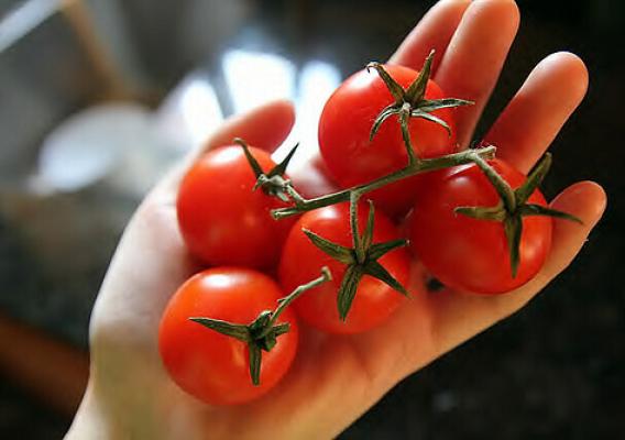 From produce, like these vine-ripened tomatoes, to processed foods like cheese and milk, additional testing requirements will help certifying agents identify cases where prohibited methods and substances are being used. Photo courtesy Jess Sanson.