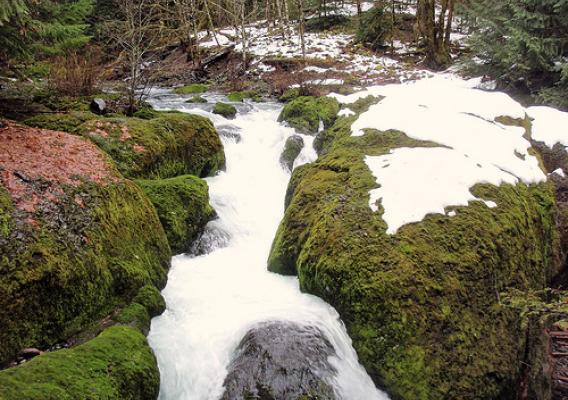 Flows like this now mimic a natural river system throughout the seasons of the year. This water release expands habitat for fish but also could mean great things to the entire ecosystem. (U.S. Forest Service photo)