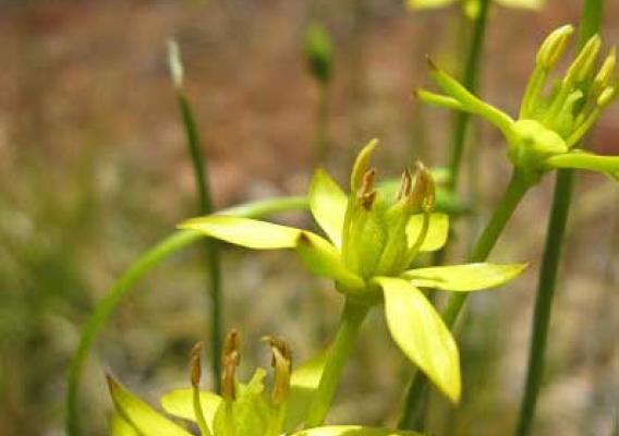 Harper’s beauty is a perennial lily with a solitary yellow flower and iris-like leaves and is listed as federally endangered (U.S. Forest Service photo)