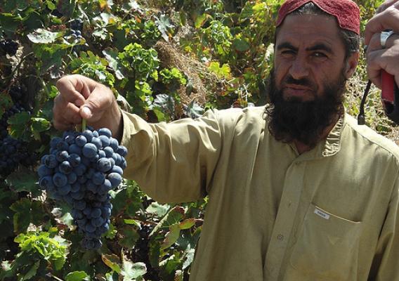 A Pakistani farmer from the Balochistan Province picks grapes. With the help of the Foreign Agricultural Service’s (FAS) Food for Progress program, Winrock International partnered with the Safina Cold Store to provide an in-kind grant of modern equipment and remodel the facilities — upgrading the cold store to a modern storage facility for locally produced apples, grapes, pomegranates and dates throughout the year.  (Courtesy Photo) 