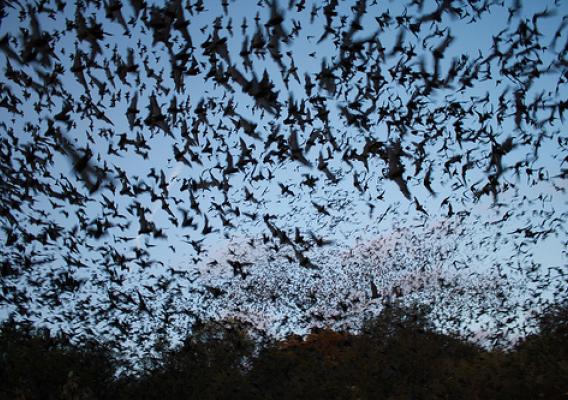Mexican free-tailed bats exiting Bracken Bat Cave. Photo credit: USFWS/Ann Froschauer