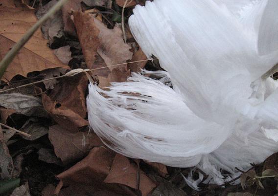 Amongst the falling leaves, you might discover the frost flowers of dittany (Cunila origanoides). Its former light blue flowers have come and gone, its seed cast to the wind, but from the base of their stems you may be lucky enough to see what looks like curling ribbons of ice, one last gem of their blooming glory, a frost flower.  Courtesy of Kathy Phelps.