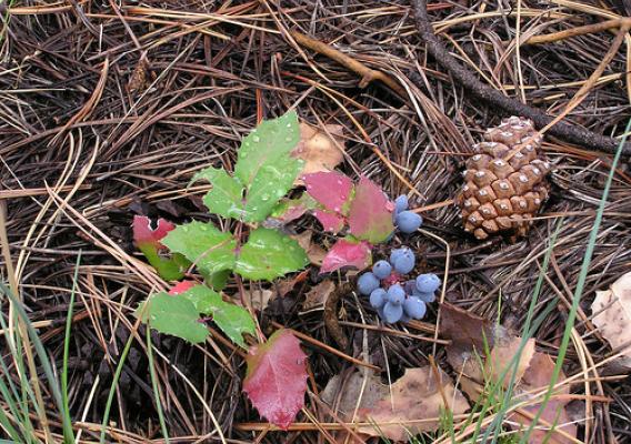 The Oregon grape in its fall coloring is a collage of green and pinkish-red leaves and blue fruits that resemble grapes. Photo copyright by Al Schneider.