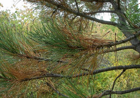 Fall needle cast is natural for many conifers, including ponderosa pine. The trees shed their oldest leaves each fall, but the leaves at the branch tips remain green.  Pine trees that lose their newer leaves at the branch tips may be stressed or diseased. Photo by Jill Welborn.