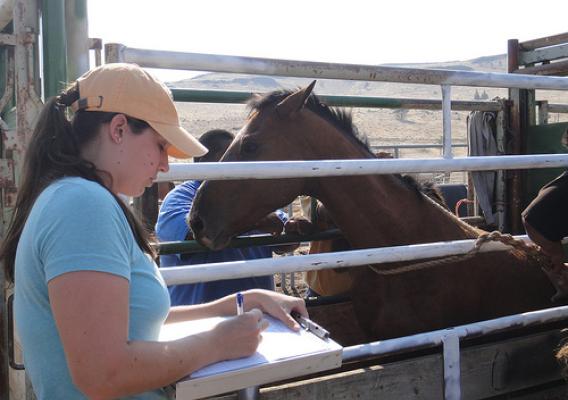 APHIS Veterinarian Brianna Schur works at the Warm Springs facility. 