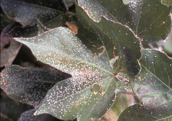 ARS studies have shown that there are effective “greener” alternatives to conventional broad-spectrum pesticides for fighting sweet potato whiteflies on cotton plants.