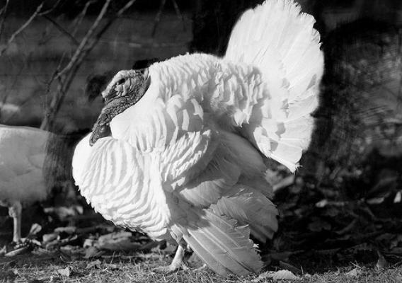 The Beltsville Small White turkey, developed by USDA scientists in the 1930s, met the American homemaker’s needs and secured turkey’s starring role on holiday tables