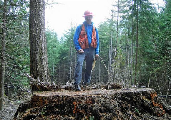 Jeff Penman, an area measurement specialist from the US Forest Service's Pacific Northwest Regional office, stands atop the stump of an old-growth tree felled illegally in Olympic National Forest. The tree was estimated to be at least 300 years old. Photo/U.S. Attorney's Office for the Western District of Washington.