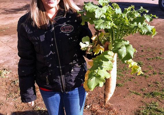 Amanda Carrell holds a deep tillage radish, which is used as a conservation cover crop. The radishes help break up soil compaction and increases water infiltration. (NRCS photo)
